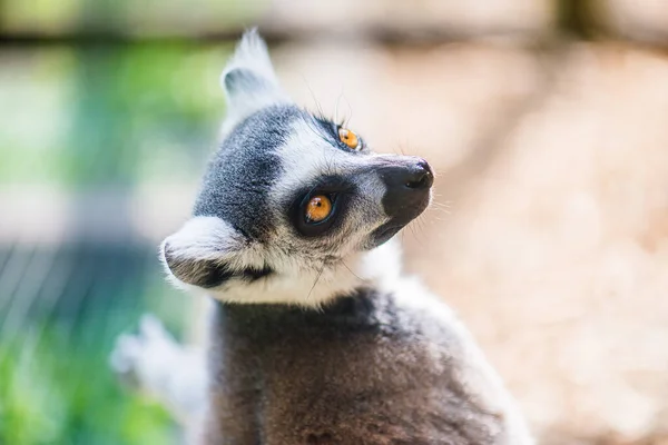 Der Klingelschwanzmaki Lemur Catta Ist Ein Großer Strepsirrhein Primat Und — Stockfoto