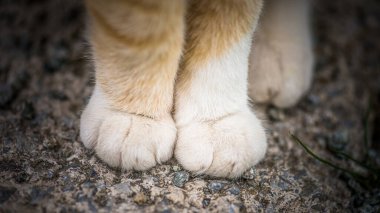 Pençeler büyük kırmızı kedi yakın plan.