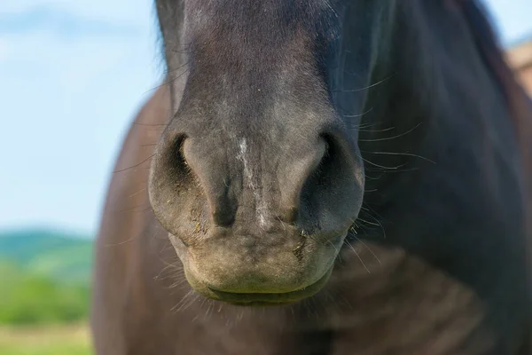 Nostrils Black Horse Close — Stock Photo, Image