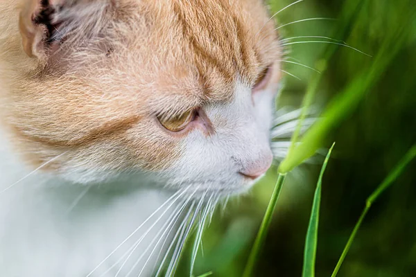 Rote Katze Auf Einem Hintergrund Aus Gras Großaufnahme — Stockfoto