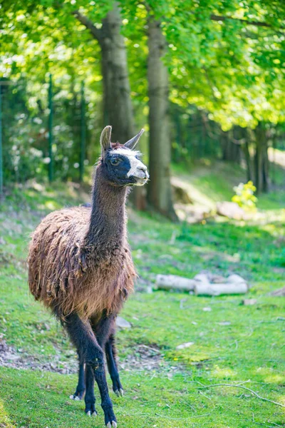 Llama Lama Glama Camelide Sudamericano Addomesticato Ampiamente Usato Come Animale — Foto Stock
