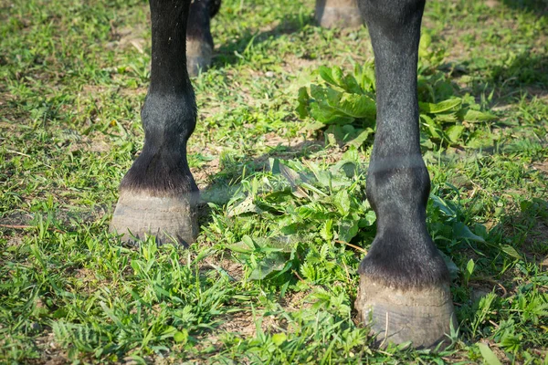 Die Hufe Des Schwarzen Pferdes Aus Nächster Nähe — Stockfoto