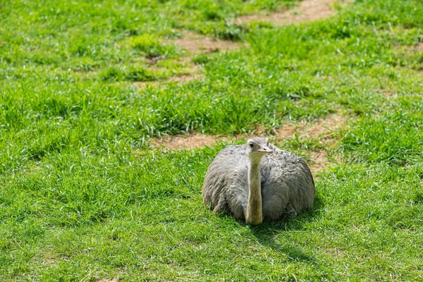 Una Hembra Avestruz Avestruz Común Struthio Camelus Simplemente Avestruz Una — Foto de Stock