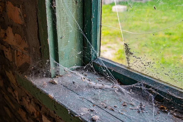 Web Ablakpárkányon Egy Elhagyatott Házban Különböző Rovarok Összezavarodnak Hálóban Meghalnak — Stock Fotó
