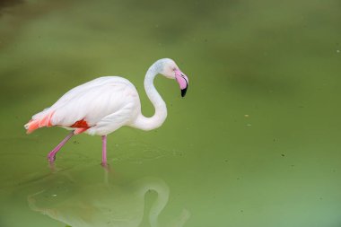 Arka plandaki çamurlu gölde pembe gagalı flamingo. Büyük flamingo (Phoenicopterus roseus) flamingo familyasının en yaygın ve en büyük türüdür..