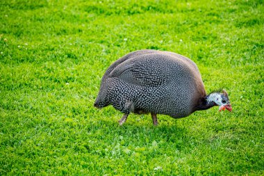 Kökeni Afrika 'dan gelen, pintades, inci tavuk ya da toplayıcı olarak da adlandırılan yerli guinefal kuşudur. Bunlar evcilleştirilmiş guinafowl (Numida meleagris).
