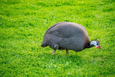 Domestic guineafowl, sometimes called pintades, pearl hen, or gleanies, are poultry originating from Africa. They are domesticated form of helmeted guineafowl (Numida meleagris). clipart