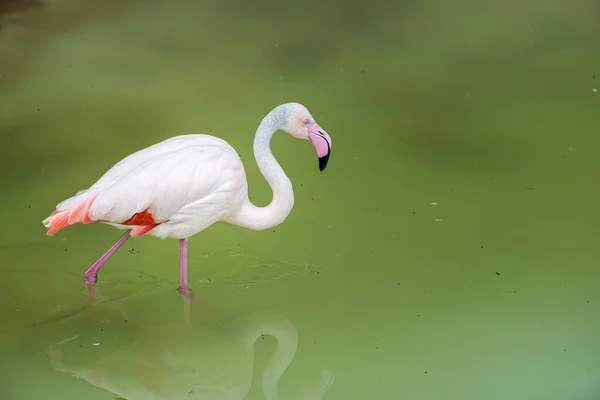 背景泥泞湖上有粉色喙的火烈鸟 大火烈鸟 Phoenicopterus Roseus 是火烈鸟科最广泛和最大的物种 — 图库照片