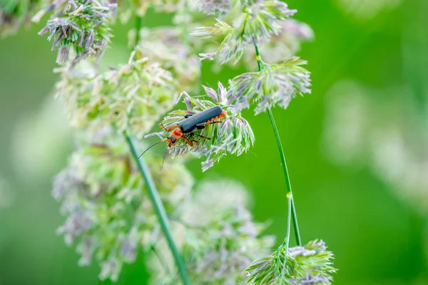 Katonabogarak Cantharidae Viszonylag Puha Testű Egyenes Szárnyú Bogarak Kozmopolita Terjesztők — Stock Fotó