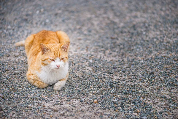 Červená Kočka Leží Staré Asfaltové Cestě — Stock fotografie