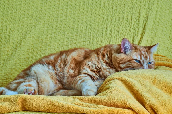 太い赤い猫はソファの上に黄色のベッドスプレッドにあります — ストック写真