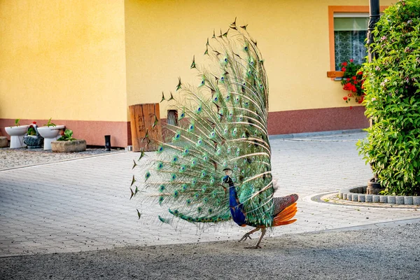 Hintli Peacock Peafowl Görkemli Tüylerini Sergiliyor Güzel Bakımlı Tavus Kuşu — Stok fotoğraf