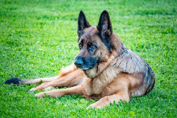 晴れた日に緑の草の上に座っているドイツの羊飼い — ストック写真