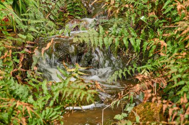Dağlık arazideki fırtınalı su akıntısı yosunlarla kaplı taşların üzerinde akıyor..