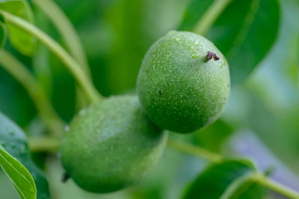 Twee Groene Walnoten Een Tak Regen — Stockfoto