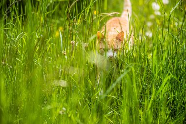 Kırmızı kedi yeşil çimenlerde saklanıyor..