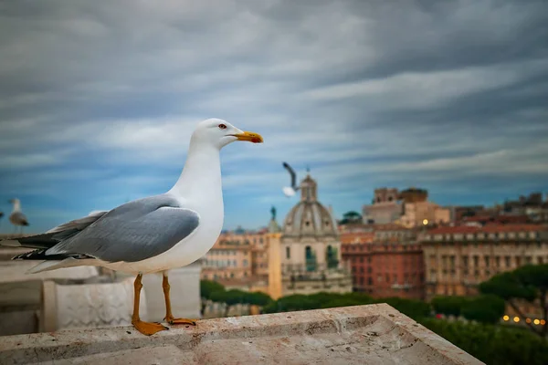 Grande Mouette Grise Proximité Basilique Sainte Marie Autel Ciel Rome — Photo