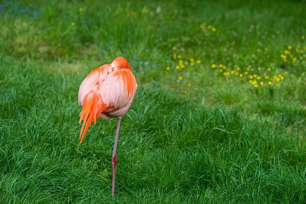 粉红火烈鸟一只脚睡在绿草上 大火烈鸟 Phoenicopterus Roseus 是火烈鸟科最广泛和最大的物种 — 图库照片