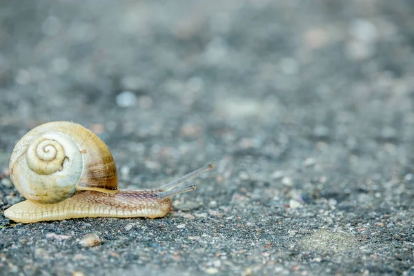 Close Slakje Met Ronde Wervelschaal Kruipt Langzaam Asfaltweg Bourgogne Slak — Stockfoto