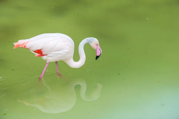 Flamingo Med Rosa Näbb Bakgrunden Lerig Sjö Den Större Flamingo — Stockfoto