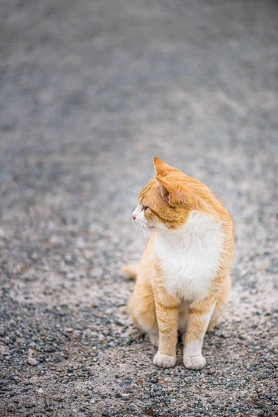 赤い猫が舗装された道に座る — ストック写真