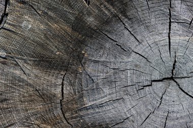 Ağaç kütüğünün, ağaç gövdesinin, kesilen odunun yüzeyinin dokusu. Yakın plan. Yaşlı kütükte çatlaklar var..