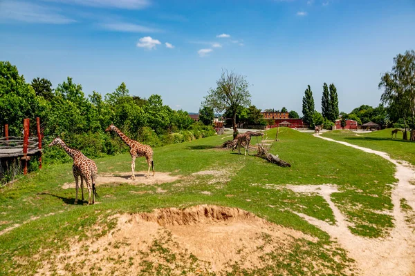 Dvur Kralove Nad Labem Czech Haziran 2019 Reticulated Zürafa Giraffa — Stok fotoğraf