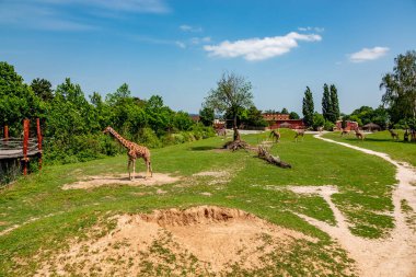 DVUR KRALOVE NAD LABEM, CZECH - 11 Haziran 2019: Reticulated zürafa (Giraffa camelopardalis reticulata), Somali zürafası olarak da bilinir..