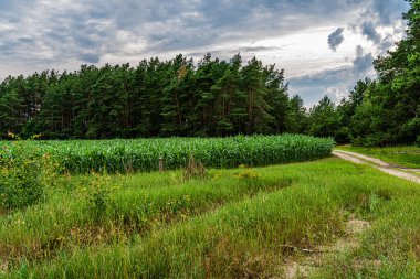 Yeşil mısır tarlası, köy yolu ve çam ormanı..
