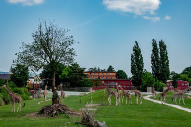 DVUR KRALOVE NAD LABEM, CZECH - 11 Haziran 2019: Reticulated zürafa (Giraffa camelopardalis reticulata), Somali zürafası olarak da bilinir..