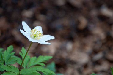 Anemone nemorosa, Ranunculaceae familyasından Avrupa 'ya özgü bir çiçek bitkisidir. Ahşap şakayık, yel çiçeği, yüksük otu ve tilki kokusu, misk kokulu yaprak kokusu..