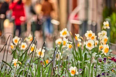 Narcissus (nergis, daffadowndilly, narcissus, ve jonquil), Amaryllidaceae familyasına ait uzun ömürlü bitki cinsidir..