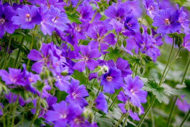 Geranium magnificum, Geraniaceae familyasından bir bitki türüdür. Geranium platypetalum ve Geranium ibericum arasındaki melezleşmenin bir sonucudur..