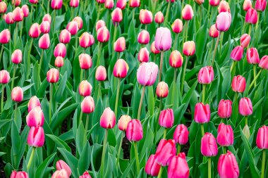 Laleler (Tulipa), uzun ömürlü otçul bulbiferöz jeofitlerin (depolama organı olarak ampuller) bir cinsidir. Çiçekler genellikle büyük, gösterişli ve parlak renklidir..