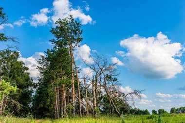 Pinery 'de. Bulutlu mavi gökyüzü. Orman kenarı. Güzel doğa. Avrupa manzarası.