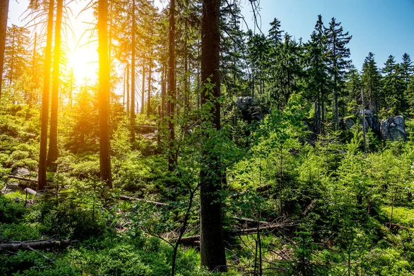 太阳在森林里升起 高大的松树耸立在山体的斜坡上 — 图库照片