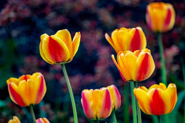 Tulipanes Rojos Amarillos Parque Primavera —  Fotos de Stock