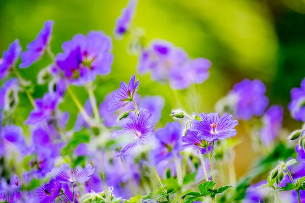 ゲラニウム属 Geranium ゲラニウム属の植物の一種で 紫色のクレナビル Cranesbile これは ゲラニウム プラテタリウムとゲラニウム イベリシウムとのハイブリッド化の結果である — ストック写真