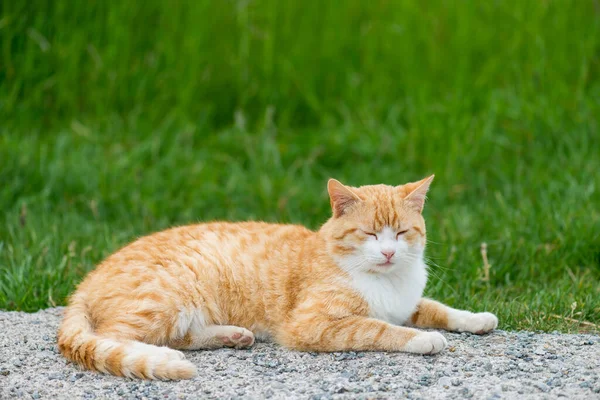 赤い猫は古いアスファルトの道に横たわっています — ストック写真