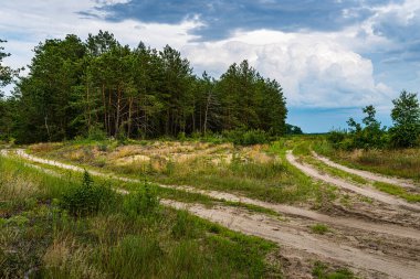 Yer yollarının kesiştiği yer. Çam ormanı. Yüksek çamlar. Bulutlu gökyüzü.