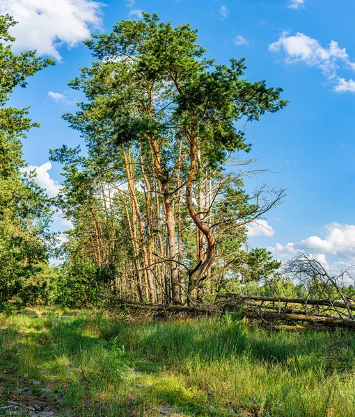 Stolarka Błękitne Niebo Chmurami Krawędź Lasu Piękna Natura Krajobraz Europejski — Zdjęcie stockowe