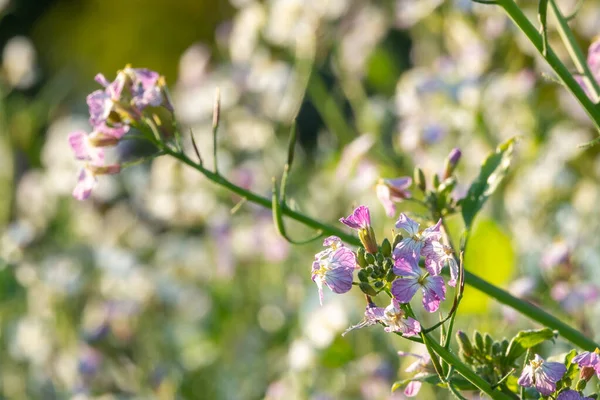 Radish Flowers Petite Blooms Consisting Four Petals Forming Shape Greek — Stock Photo, Image