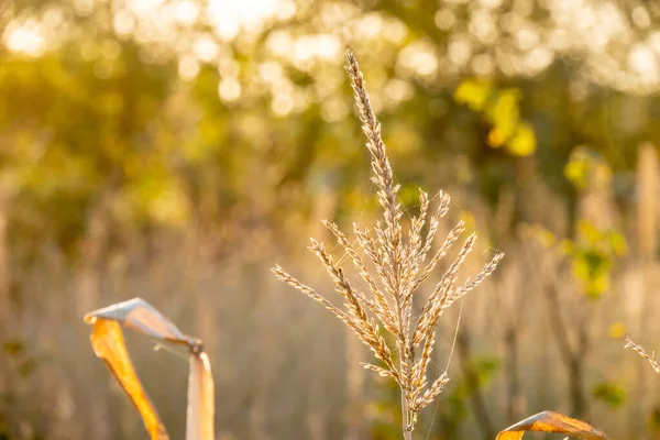 Calamagrostis Villosa Una Especie Planta Fanerógama Perteneciente Familia Poaceae — Foto de Stock