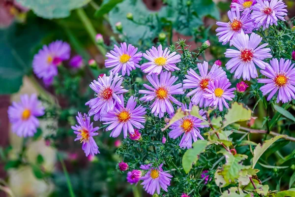 Aster Amellus European Michaelmas Daisy Perennial Herbaceous Plant Genus Aster — Stock Photo, Image