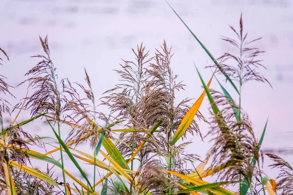 Phragmites Australis Large Perennial Grass Found Wetlands Throughout Temperate Tropical — Stock Photo, Image