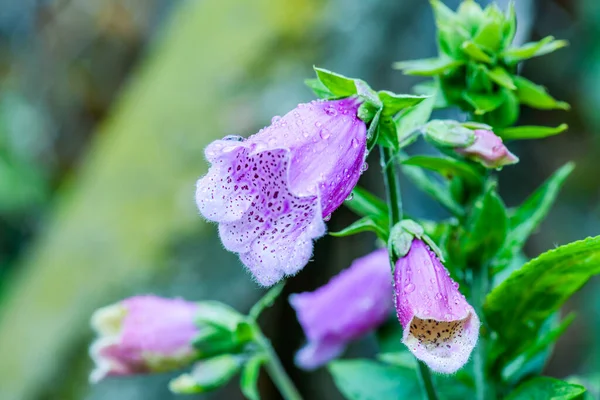 Digitalis Purpurea Una Especie Planta Fanerógama Perteneciente Familia Plantaginaceae Nativa —  Fotos de Stock