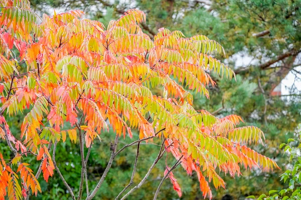 Rhus Typhina Staghorn Sumac 是一种原产于北美东部的花科植物 牠们主要产于加拿大东南部 美国东北部 — 图库照片