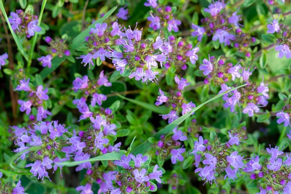 Thymus Serpyllum Kendt Almindelige Navne Breckland Vild Timian Krybende Timian - Stock-foto