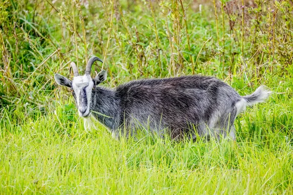 Eine Graue Ziege Weidet Auf Einer Sommergrünen Weide Nahe Einem — Stockfoto