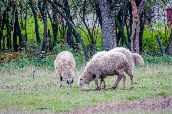 Ovce Pasou Malého Lesního Pásu — Stock fotografie